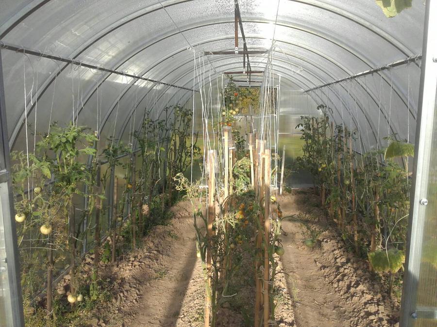 Николай Станиславович, дер. Малеевка, Клинский район