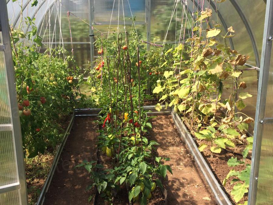 Раиса Ивановна. с.о.Тополёк. г. Казань