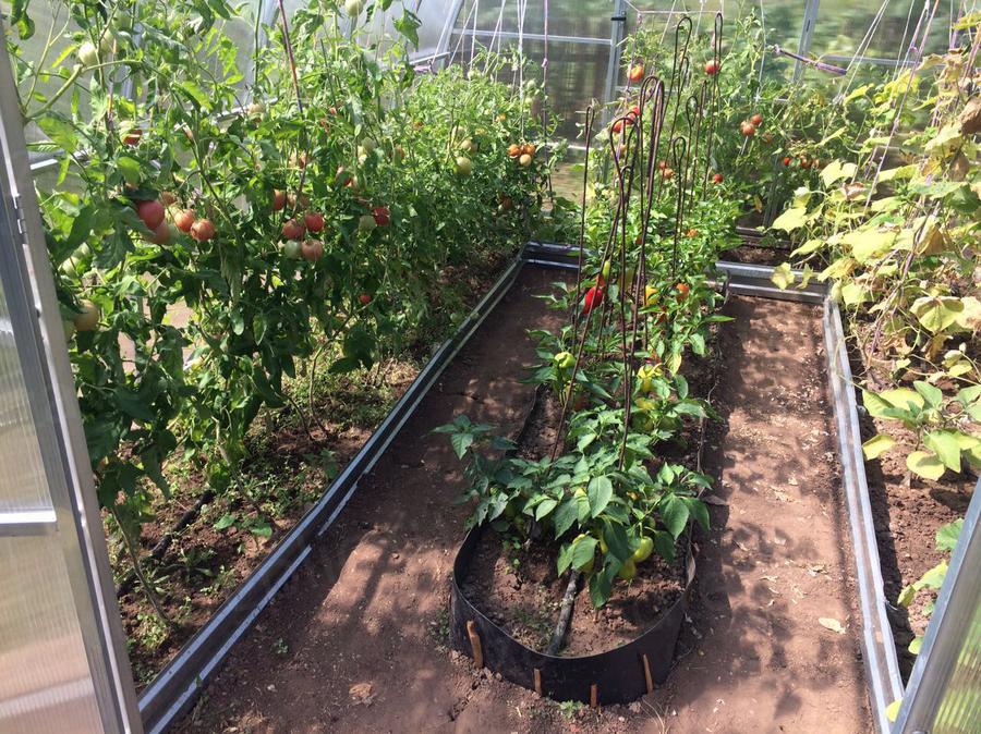 Раиса Ивановна. с.о.Тополёк. г. Казань