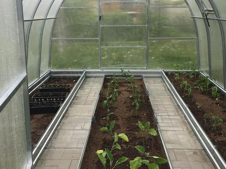 Вероника. г. Коломна