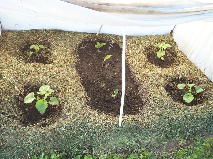 Иляна Алфёрова. г. Орел