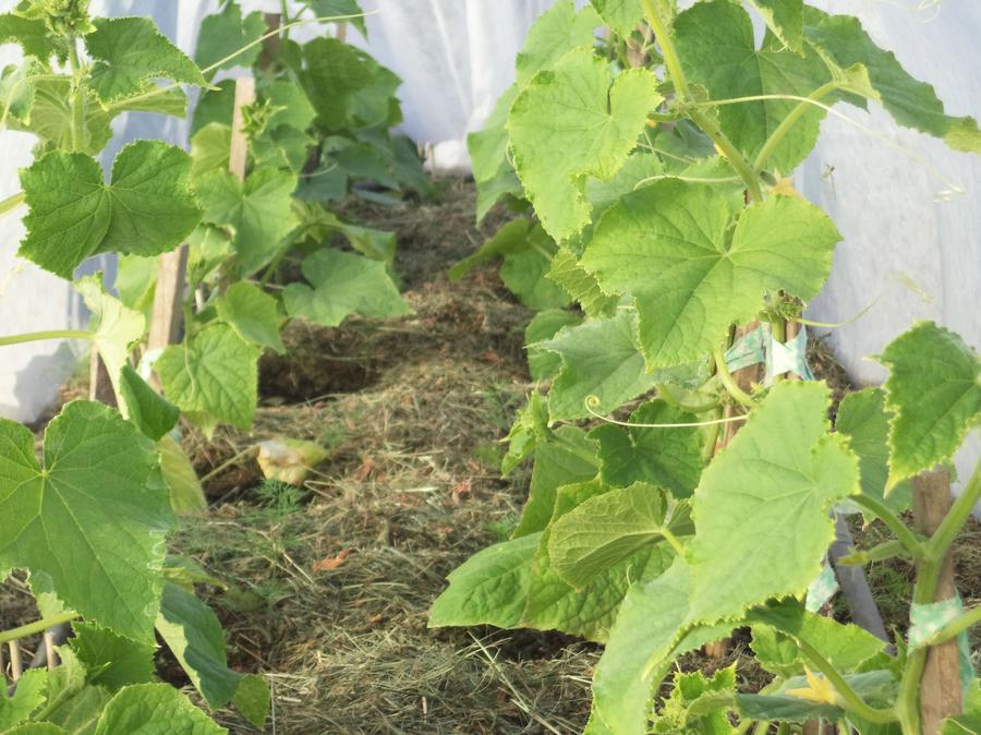 Иляна Алфёрова. г. Орел