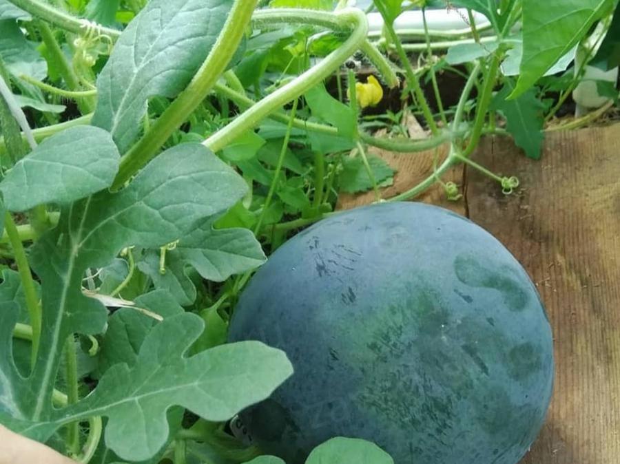 Ольга. Московская область