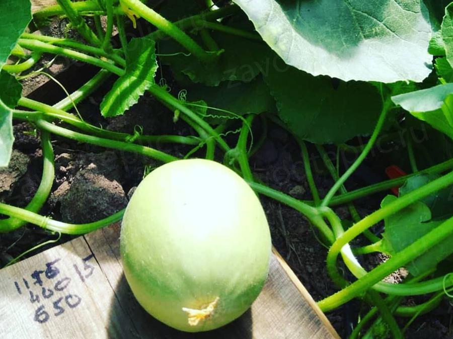 Ольга. Московская область