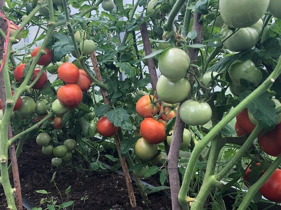 Елена. Московская область