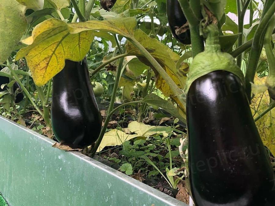 Елена. Московская область