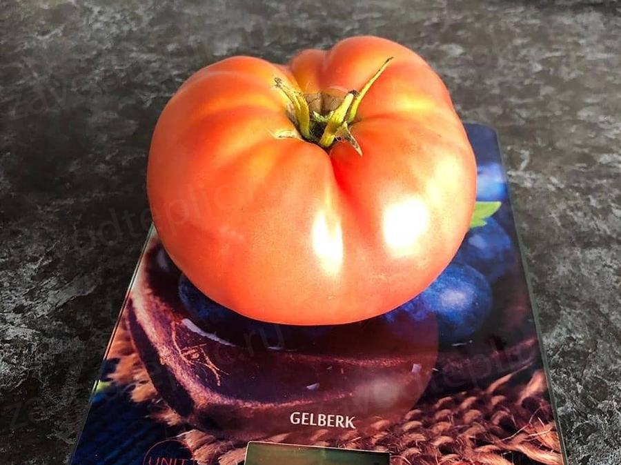 Елена. Московская область