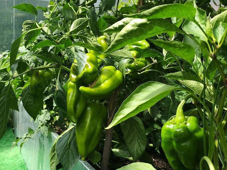 Елена. Московская область