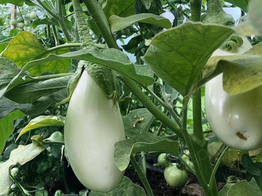 Елена. Московская область