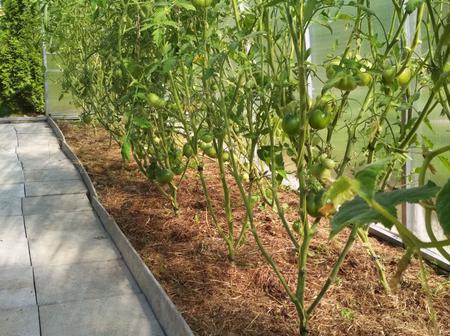 Ирина Киселева. г. Санкт-Петербург