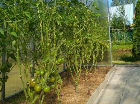 Ирина Киселева. г. Санкт-Петербург