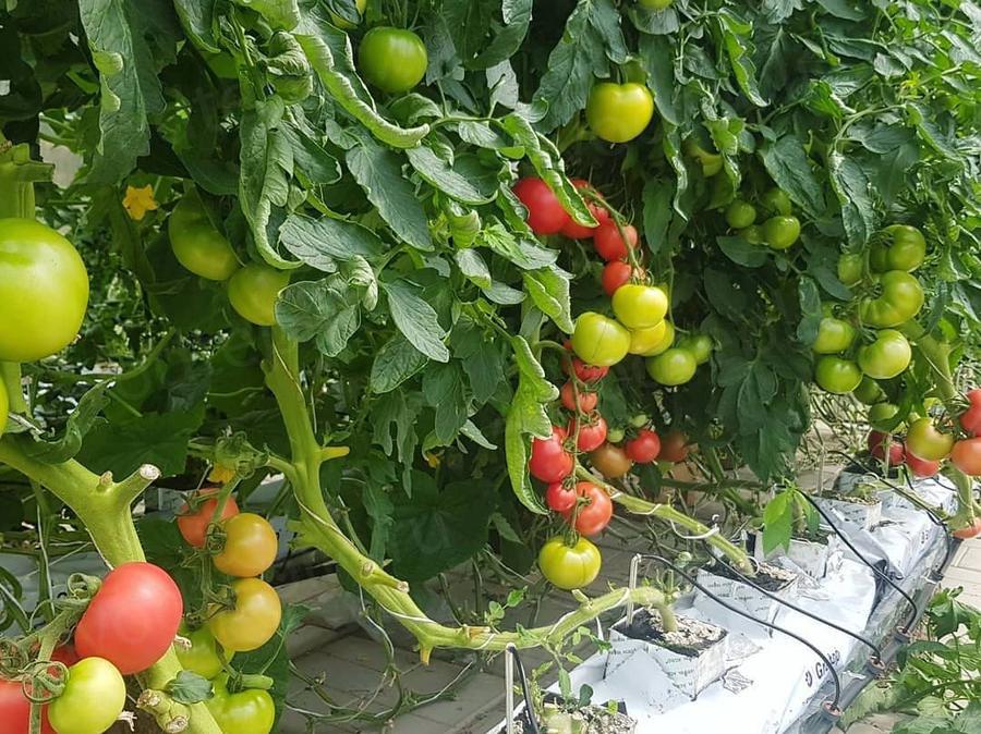 Дмитрий Овчинников. г. Москва