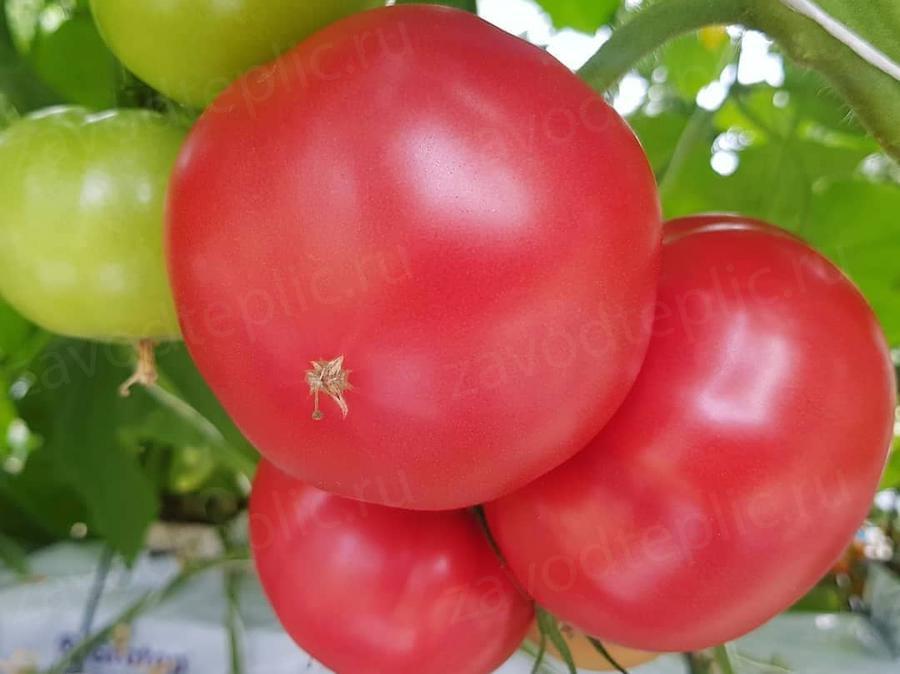 Дмитрий Овчинников. г. Москва