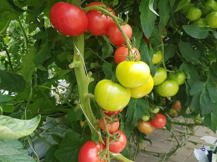 Дмитрий Овчинников. г. Москва