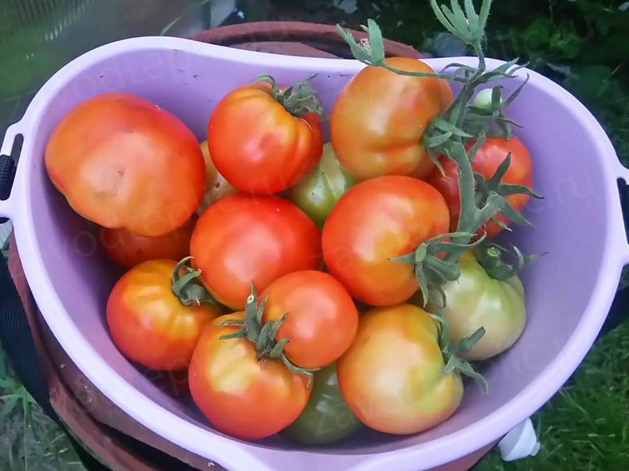 Елена Нечаева. г. Москва