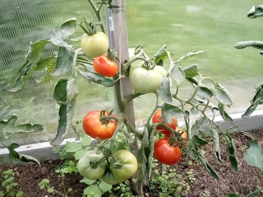 Елена Нечаева. г. Москва