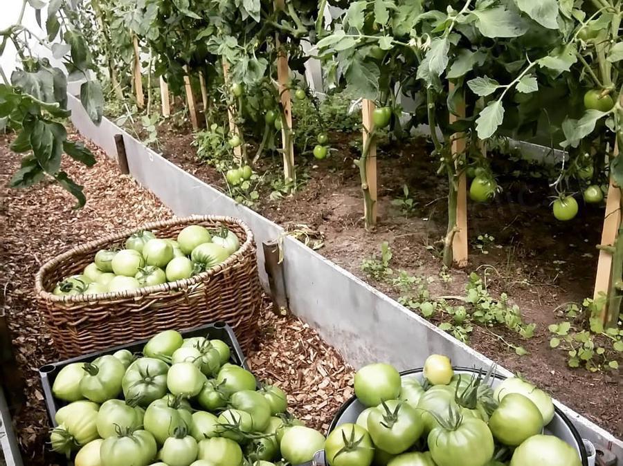 Елена Нечаева. г. Москва