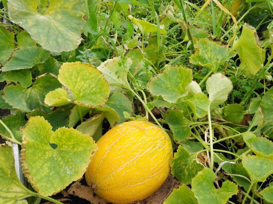 Ия Васильевна. г. Вологда