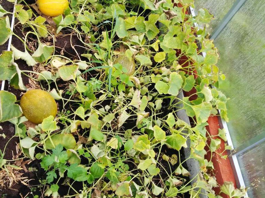 Ия Васильевна. г. Вологда