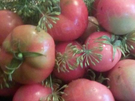 Наталья Брикс. Ленинградская область