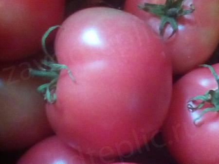 Наталья Брикс. Ленинградская область