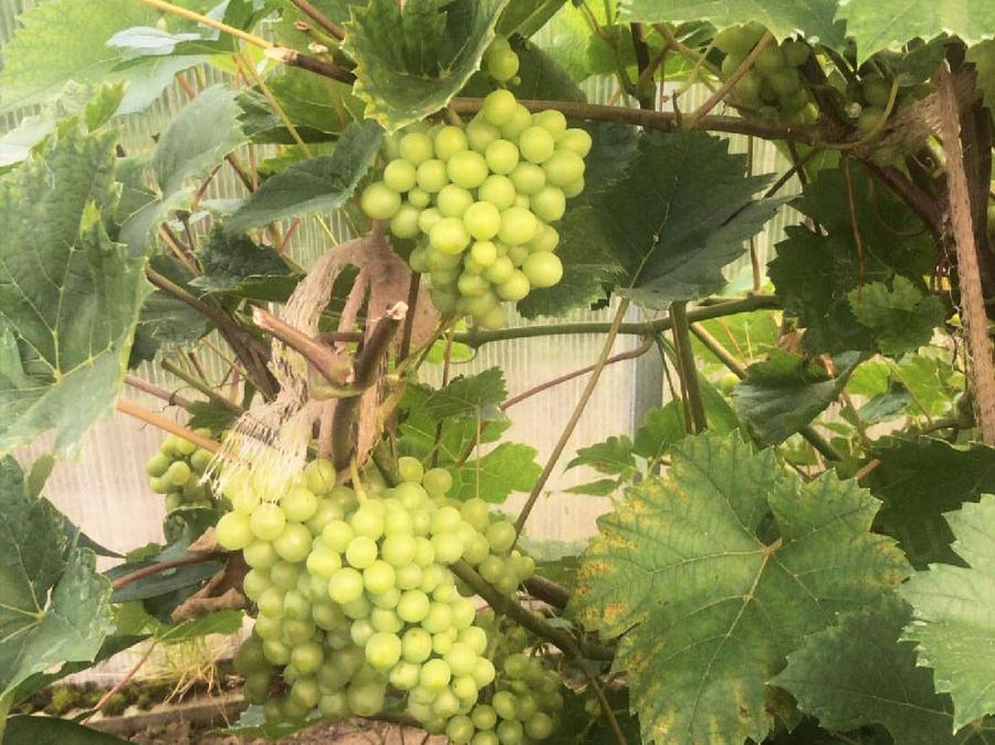 Ольга Игоревна. г. Ульяновск