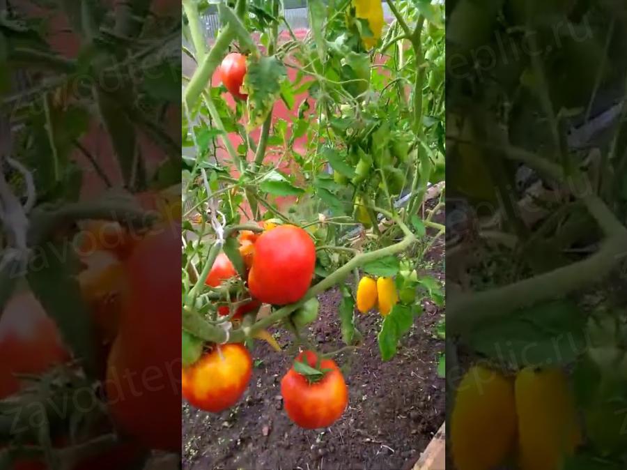 Максим Кондратьев. г. Псков