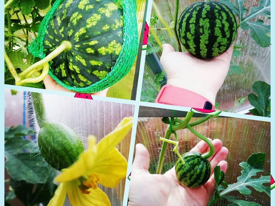 Светлана. г. Малоярославец