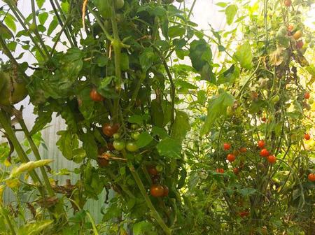 Игорь. Тульская область, СНТ Пахомово