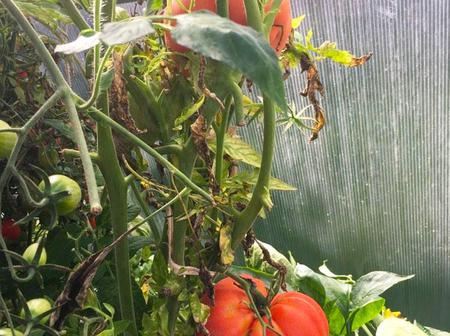 Игорь. Тульская область, СНТ Пахомово