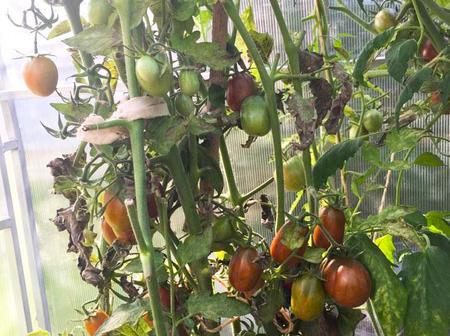 Игорь. Тульская область, СНТ Пахомово