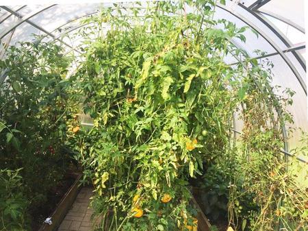 Игорь. Тульская область, СНТ Пахомово