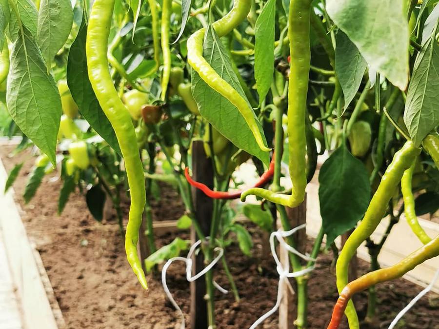 Ирина. Владимирская область, Киржачский район