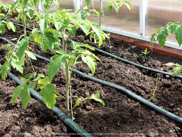 Автоматическая форточка